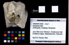 Foto (Objekt + Etikett) von Decapoda indet.  (NHMW-GEO-1990-0041-2540)